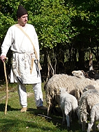 Wolle im Rohzustand - am Schaf